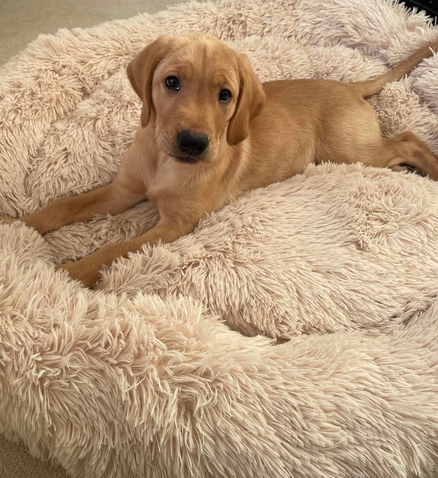 The PlufPups Soothing Dog Bed